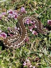 Vipera ursinii