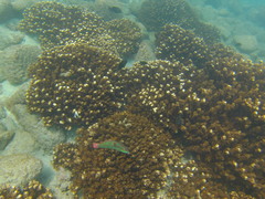 Halichoeres chierchiae