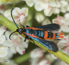Synanthedon polygoni