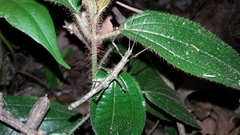 Pygirhynchus toledopizai