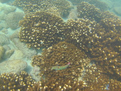 Halichoeres chierchiae