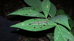 Pygirhynchus toledopizai