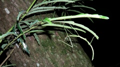 Cladoxerus cryphaleus