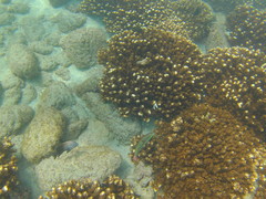 Halichoeres chierchiae