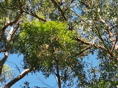 Eucalyptus microcorys