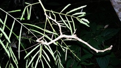 Cladomorphus phyllinus