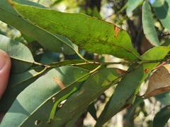 Eucalyptus microcorys