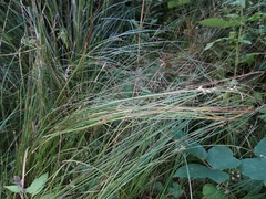 Carex brizoides
