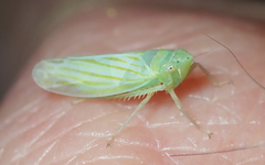 Pagaronia tredecimpunctata