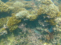 Neoniphon suborbitalis