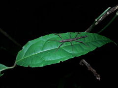 Pygirhynchus toledopizai