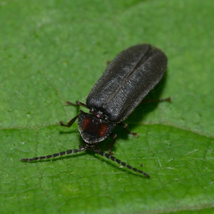 Lucidota punctata