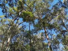 Eucalyptus microcorys