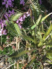 Pedicularis parryi