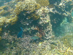Neoniphon suborbitalis
