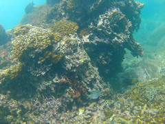 Neoniphon suborbitalis