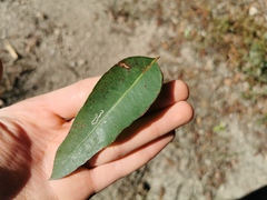 Eucalyptus microcorys