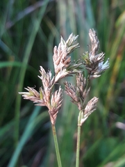 Carex brizoides