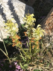 Pedicularis parryi