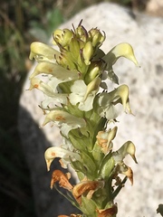 Pedicularis parryi