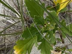 Cakile edentula edentula