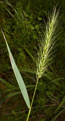 Elymus glabriflorus