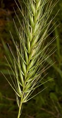 Elymus glabriflorus