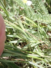 Cerastium beeringianum