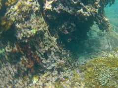 Neoniphon suborbitalis