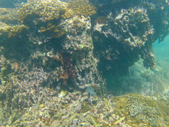 Neoniphon suborbitalis