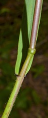 Elymus glabriflorus