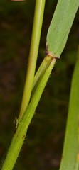Elymus glabriflorus