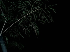 Cladoxerus cryphaleus