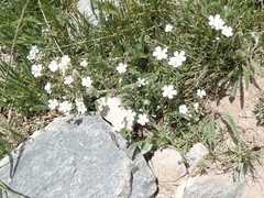 Cerastium beeringianum