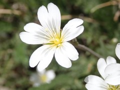 Cerastium beeringianum