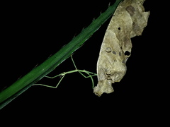 Cladoxerus cryphaleus