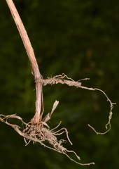 Festuca paradoxa