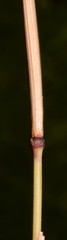 Festuca paradoxa