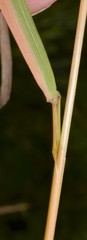 Festuca paradoxa