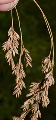 Festuca paradoxa