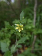 Geum × catlingii