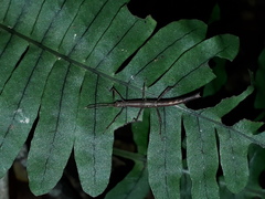 Pygirhynchus toledopizai