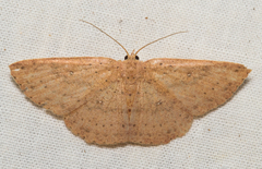 Cyclophora myrtaria