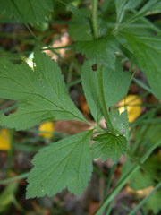 Geum × catlingii
