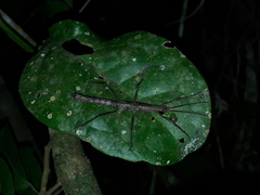 Pygirhynchus toledopizai