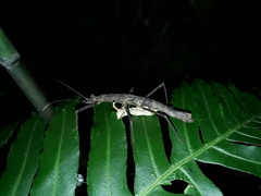 Pygirhynchus toledopizai