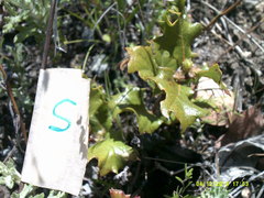 Quercus durata durata