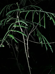 Cladoxerus cryphaleus