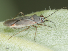 Lopidea