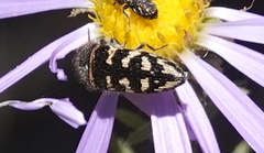 Acmaeodera bowditchi
